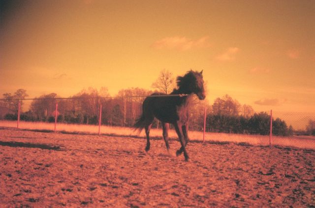 Konik