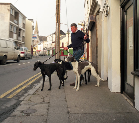 Galway miastem wyscigow psich:)