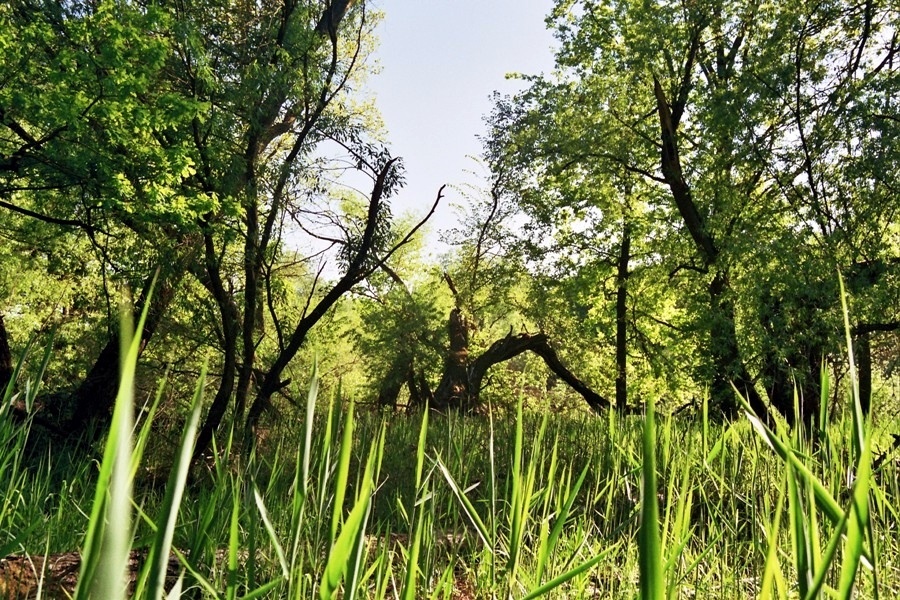 wiosną na bagnach