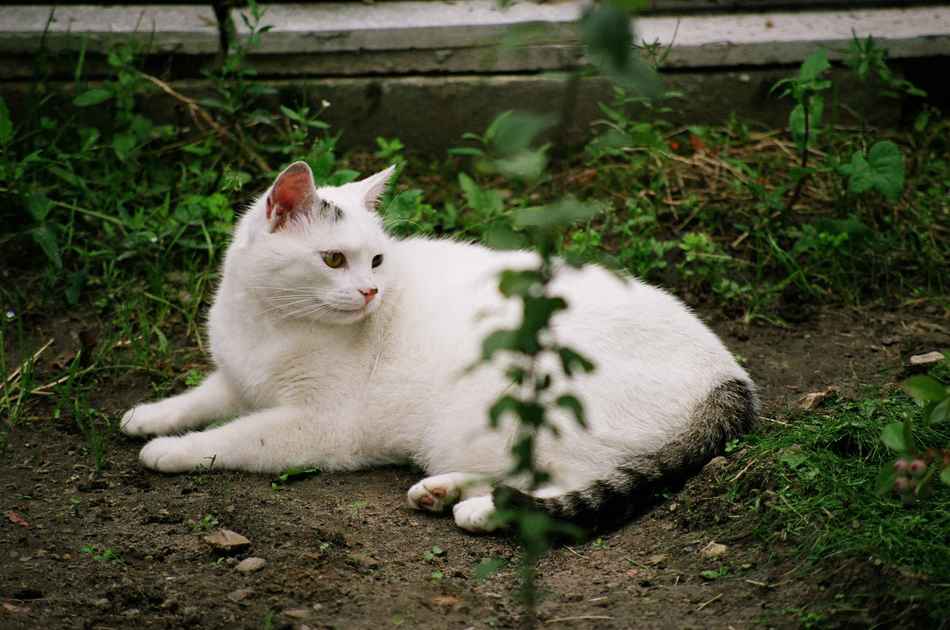 Mój Rysiu (Kot ogrodnika...)