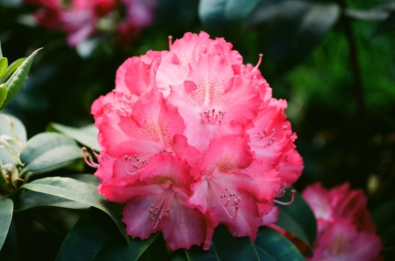 Rododendron