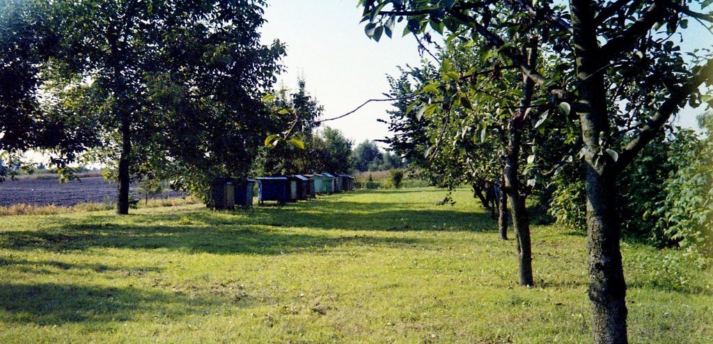 Kujawski ogród IV