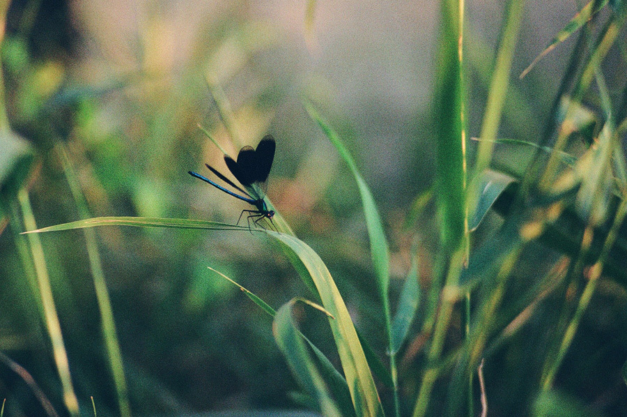 Green Dragon