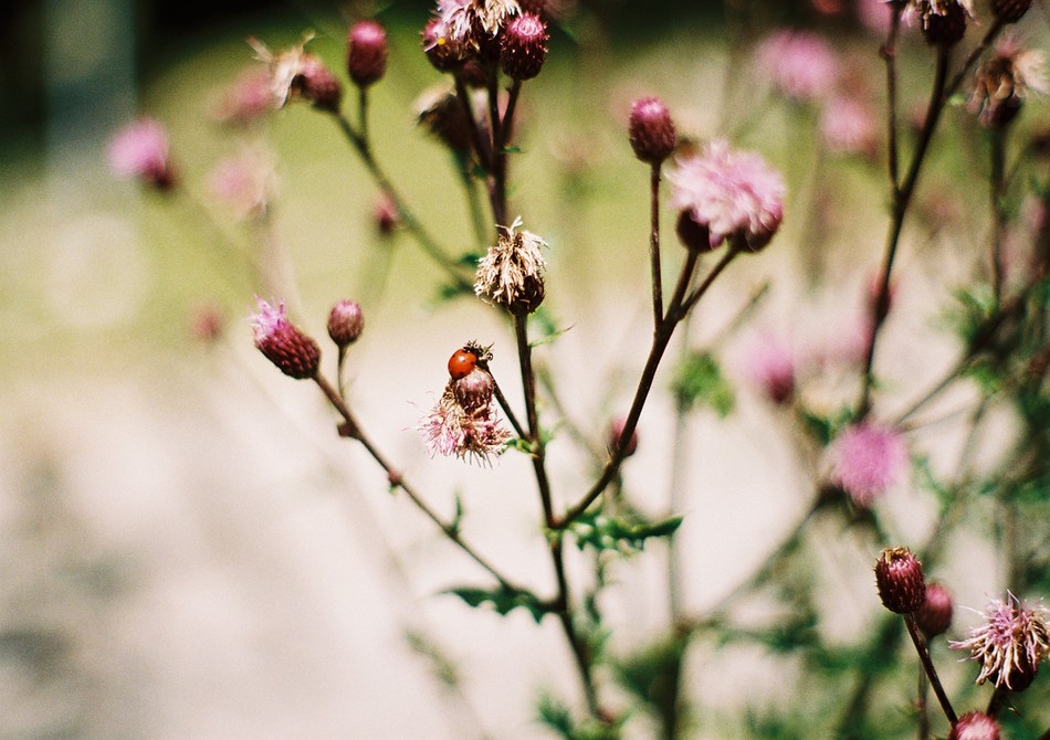 oh you pretty things.
