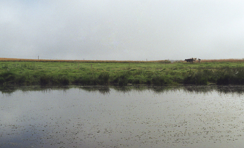 nad stawem