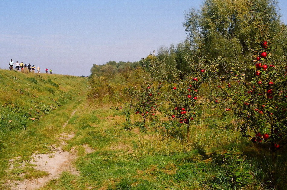 jabłuszka