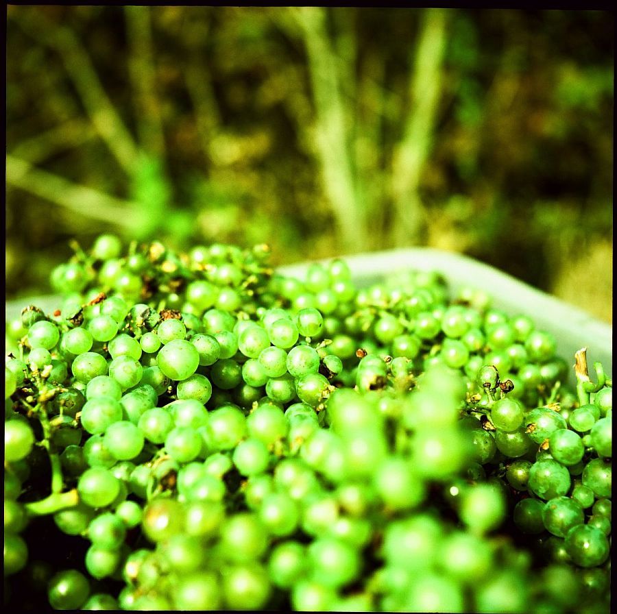 Chardonnay