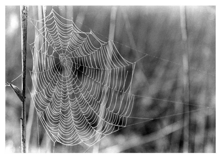 wariacje sieciowe o piątej rano