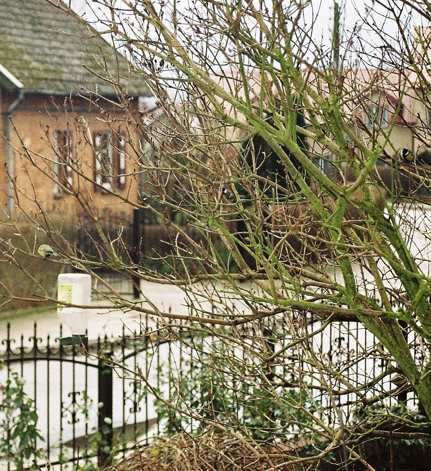 robaszki
