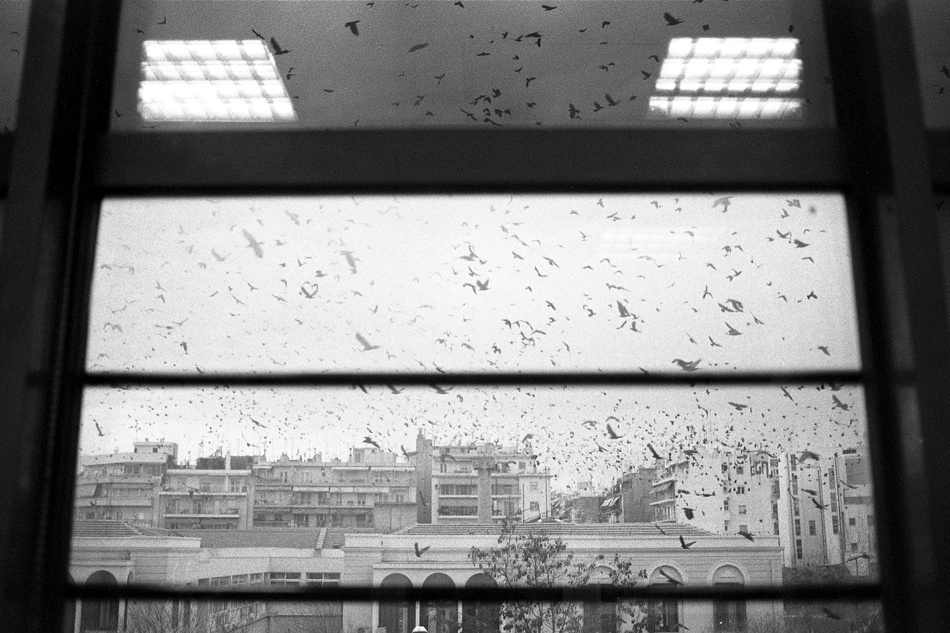 Zabieram tysiąc ptaków ze sobą...