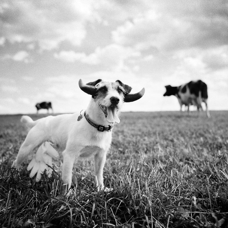 Cow-boy