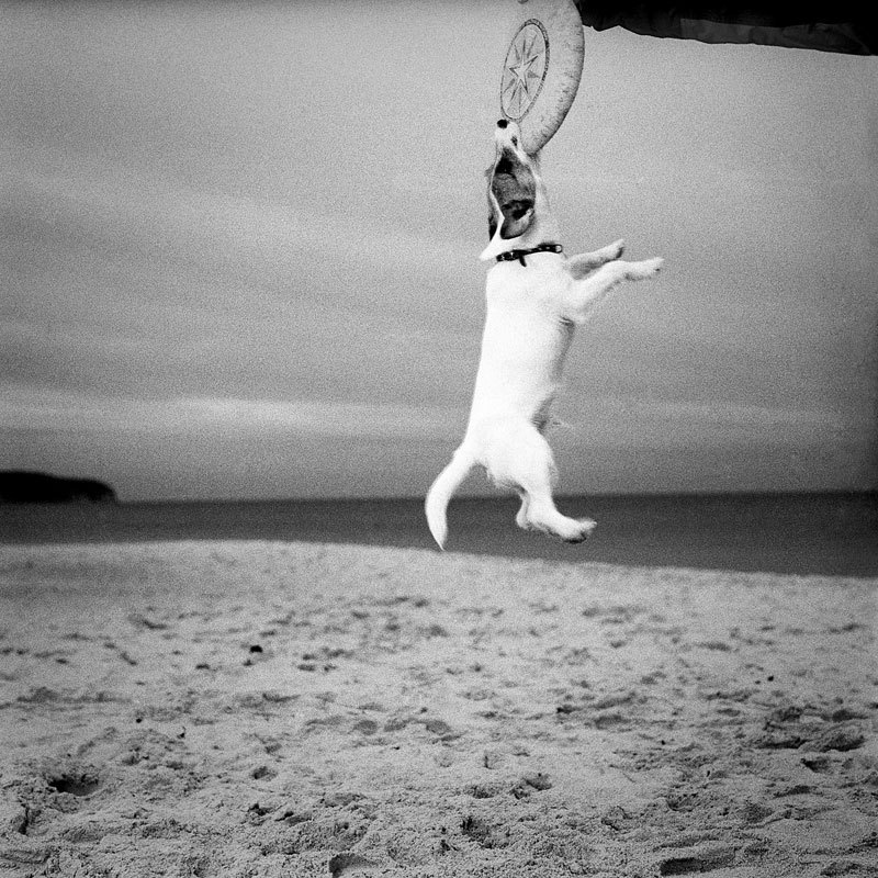 Frisbee