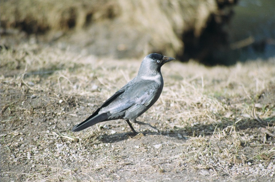 Corvus monedula