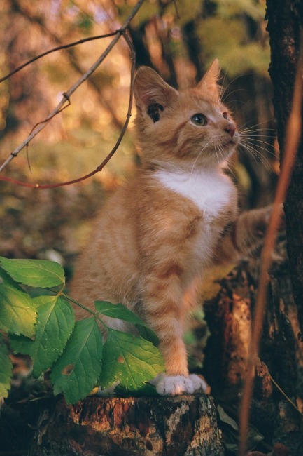Albert