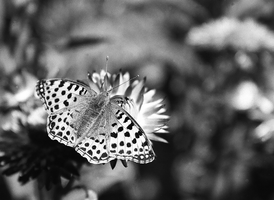 Wspomnienie lata (2)