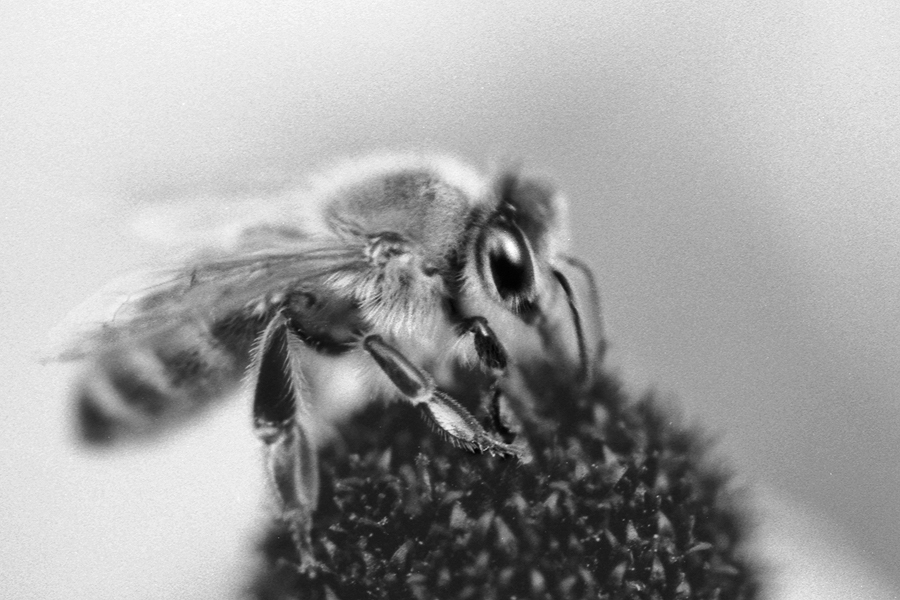 Bzzz