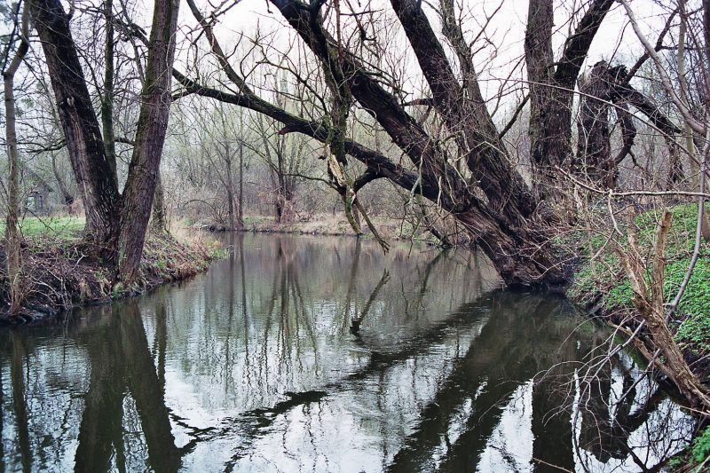 Rzeka Łyna