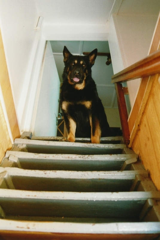 Mein Hund