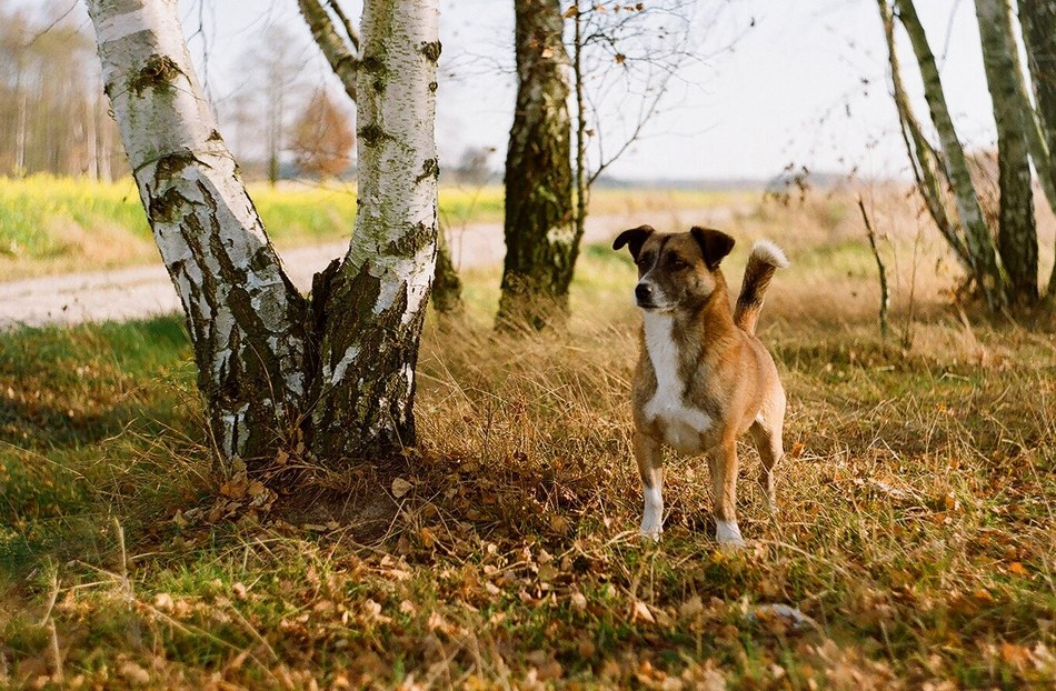 Piesek po jesiennemu