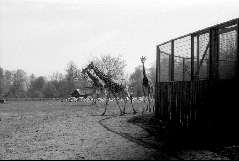 Hommage a żyrafy z łódzkiego ZOO