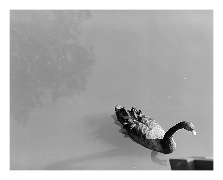 Łabędź i smok