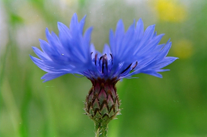 Kornblume