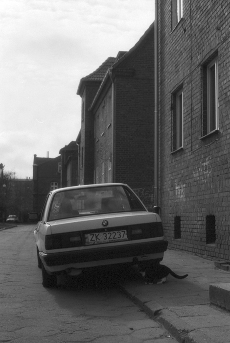 bmw - samochód tylko dla kotów