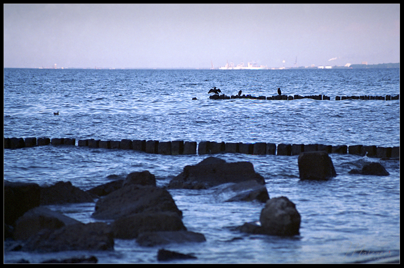 Orłowo. Sushi skrzydła