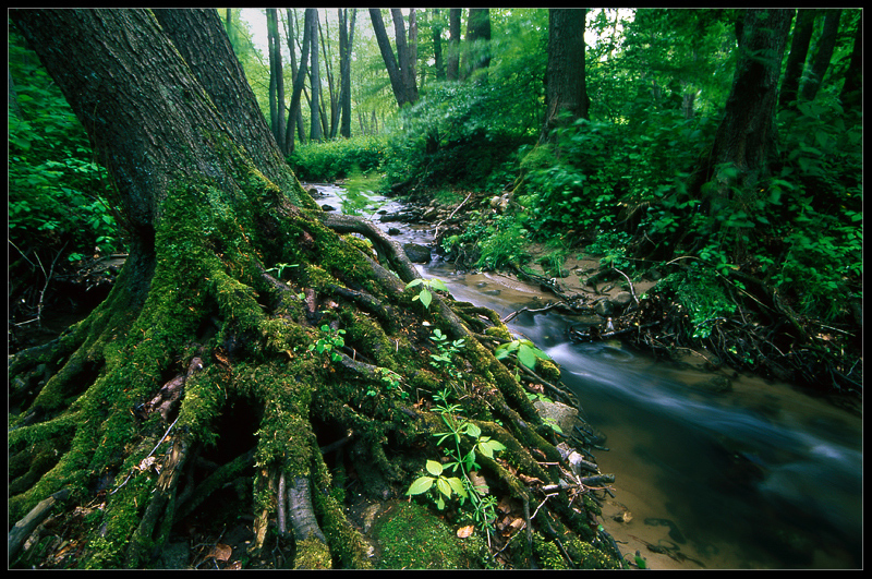 Kacza rzeka. Drzewo stoi woda płynie