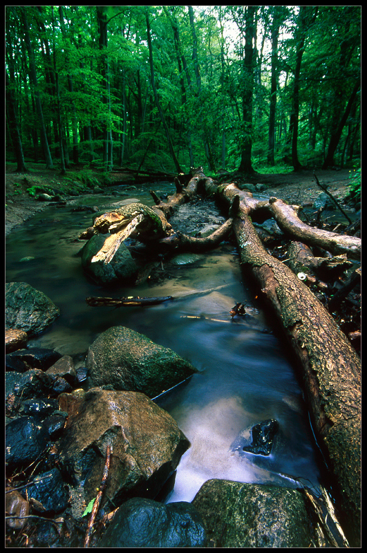 Kacza rzeka. Patyki, patyki...