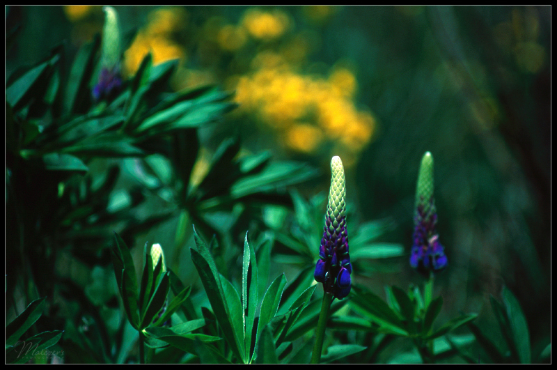 Kacza rzeka. Rośnie takie