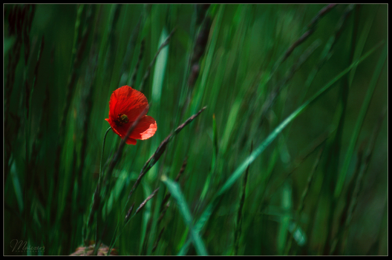 Kacza rzeka. Maczek z lewa