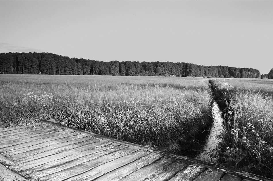 Łąka, mostek, sielanka