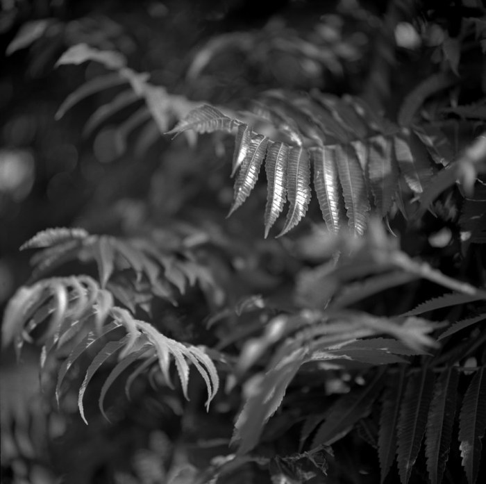 micro jungle