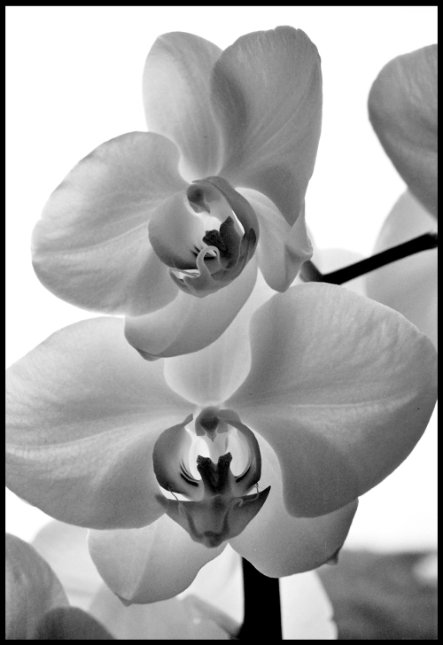Orchidea II