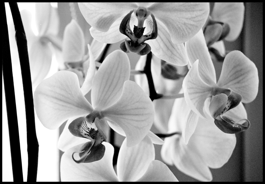 Orchidea III