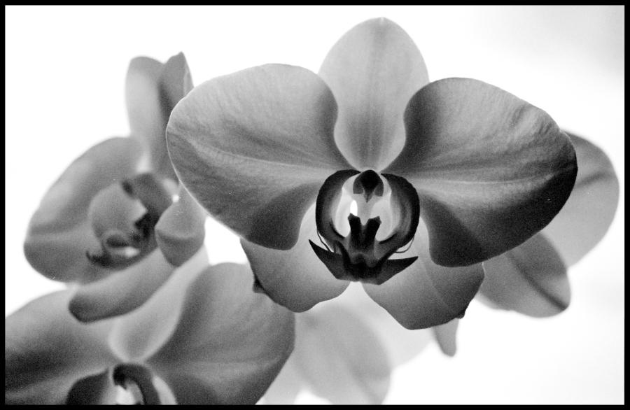 Orchidea IV