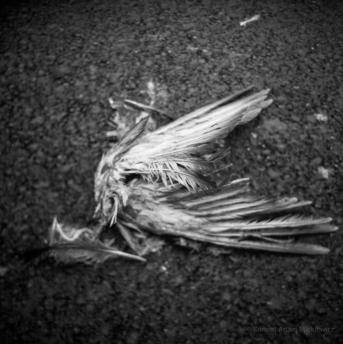 ...troche chory ptaszek...