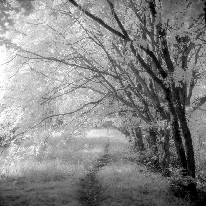 IR w zagajniku