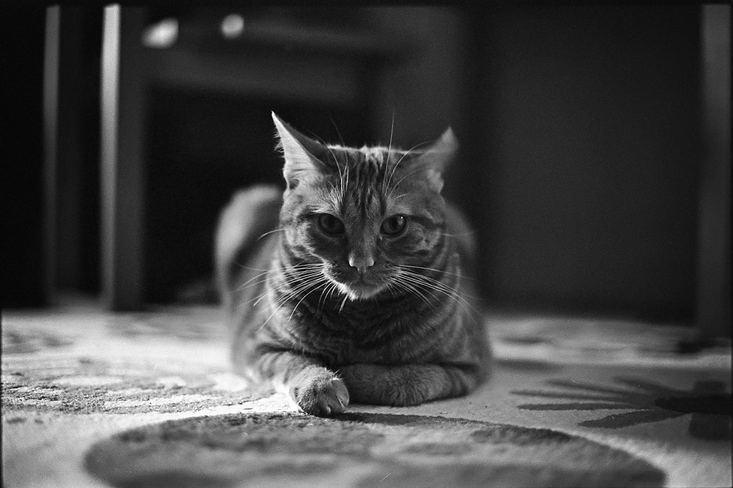 Leonek