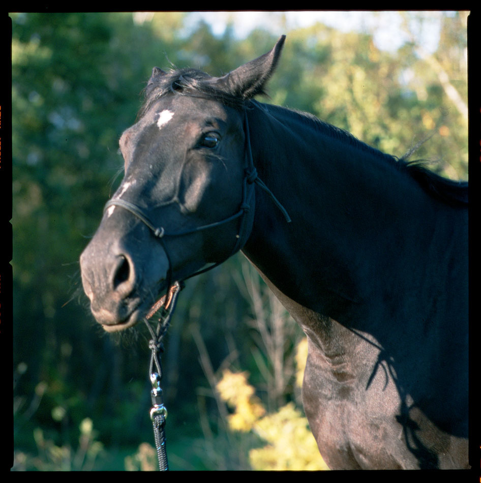 Być jak Pawiment - Cheekos