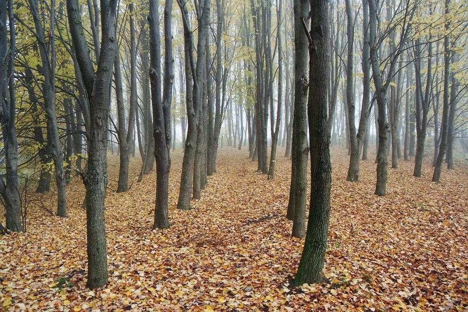 Jesień