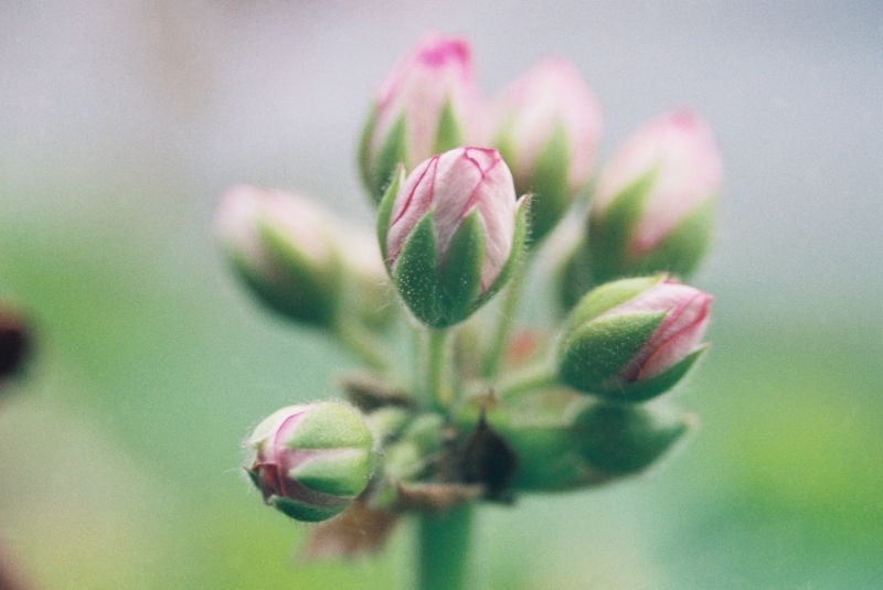 Pelargonia