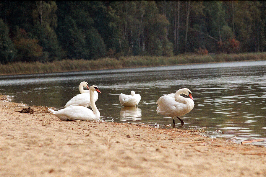 łabędzie