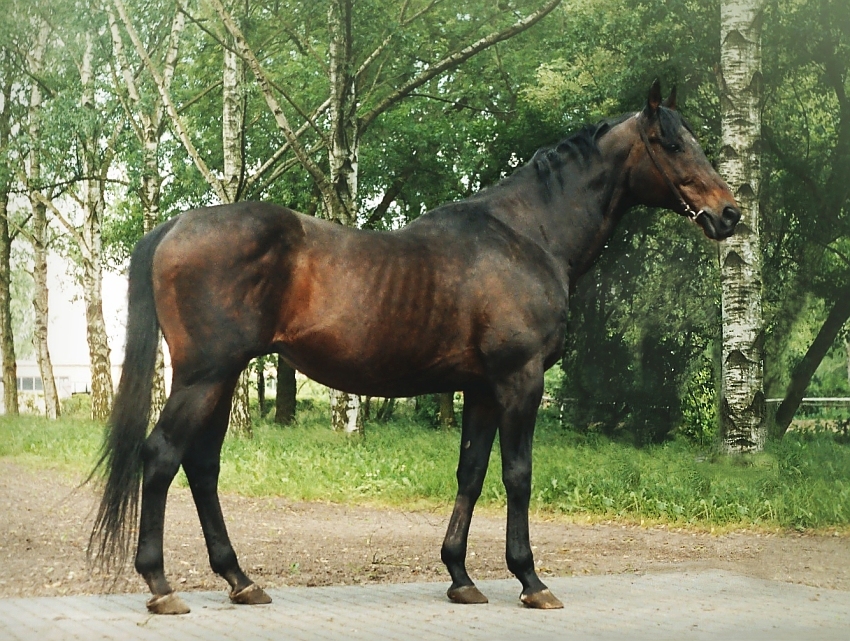 Ogier Saphir