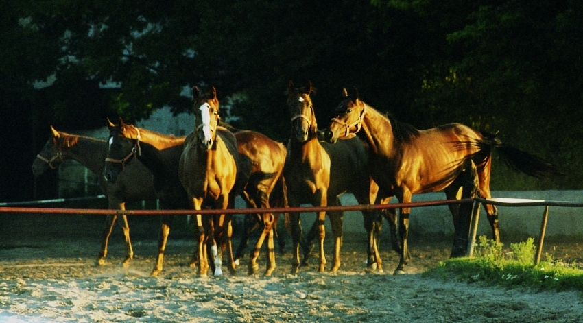 Iwno 2003