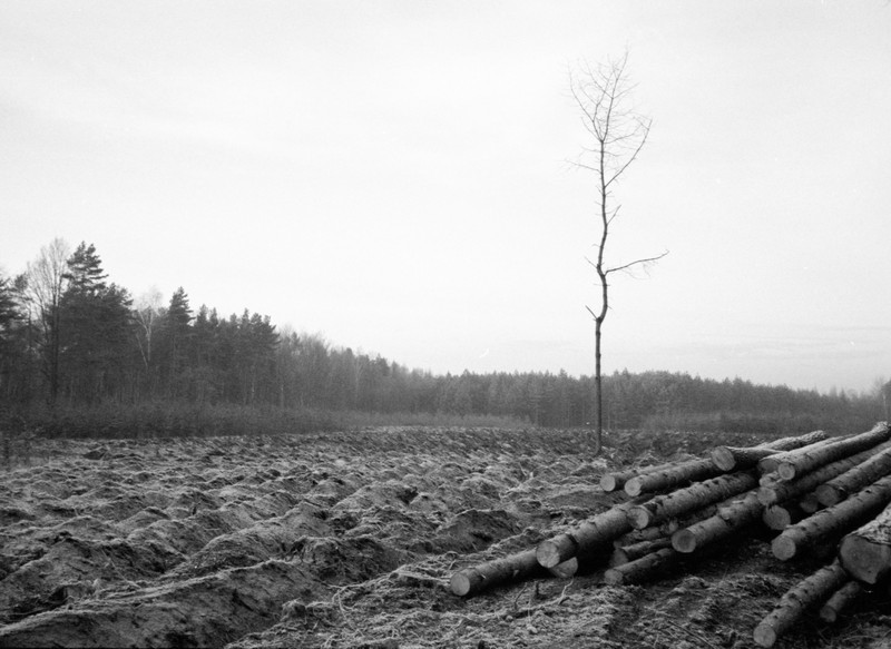 Poręba