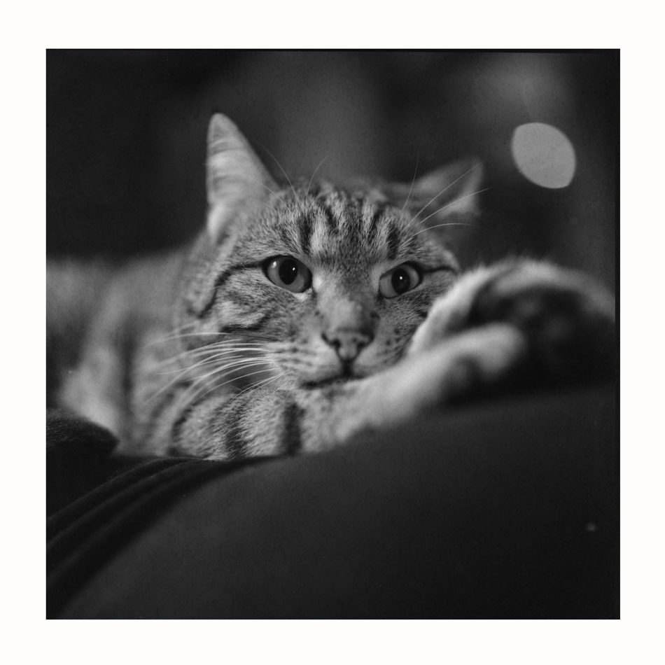 Lucky - w oczekiwaniu na następne święta