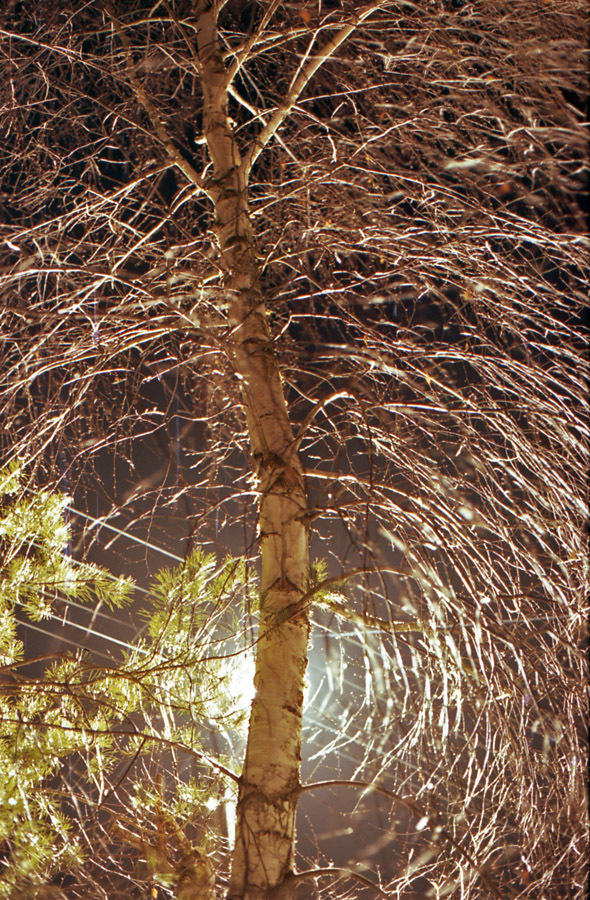 tree of energy