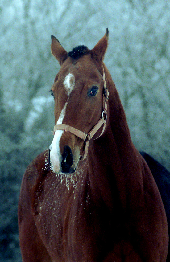 Klacz Bawaria